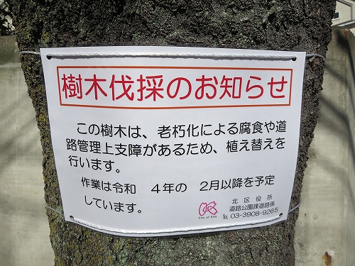 東京都　北区　不動産　トウリハウジング　西が丘　地域情報　街路樹の桜