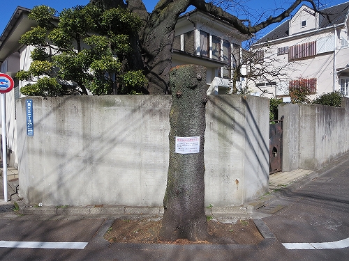 東京都　北区　不動産　トウリハウジング　西が丘　地域情報　街路樹の桜