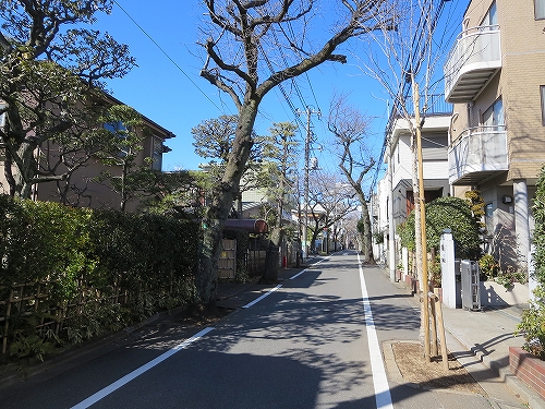 東京都　北区　不動産　トウリハウジング　西が丘　地域情報　街路樹の桜