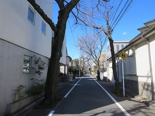 東京都　北区　不動産　トウリハウジング　西が丘　地域情報　街路樹の桜