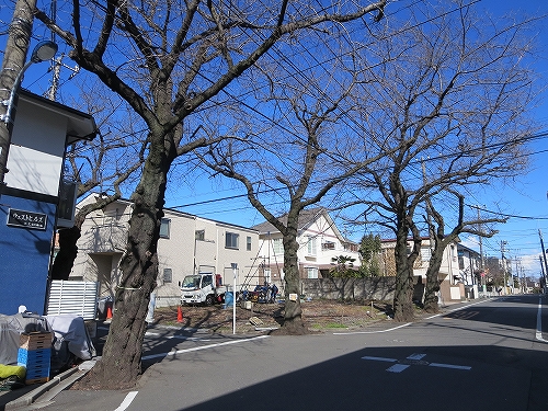 東京都　北区　不動産　トウリハウジング　西が丘　地域情報　街路樹の桜